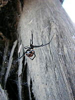 CGL1262 Latrodectus mactans.jpg