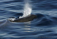 CNS0851 Physeter macrocephalus.jpg