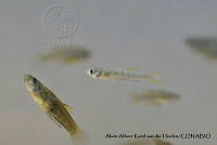 AAKVDH 0670 Poeciliopsis latidens.JPG