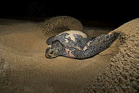 IDG15 Chelonia mydas.jpg