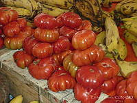 EL0034 Solanum lycopersicum.jpg