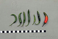 RBB0321 Capsicum annuum.jpg