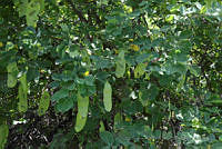 VWS&YRA0139 Lysiloma tergeminum.jpg