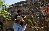 FBA0830 Gossypium hirsutum.jpg