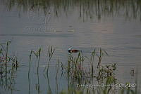 PRB0274 Oxyura jamaicensis.jpg