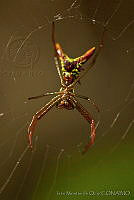 IMDOC0096 Micrathena sp..jpg