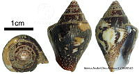 KT014 0670 Columbella major.JPG