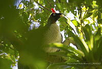 MASM07917 Oreophasis derbianus.jpg