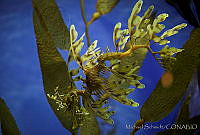 MS0157 Phycodurus eques.jpg