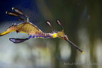 MS0172 Phyllopteryx taeniolatus.jpg