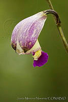 JMN0015 Bletia amabilis.jpg