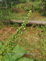 RG016 0592 Rumex crispus.jpg