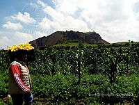 SG002 0245 Cucurbita.jpg