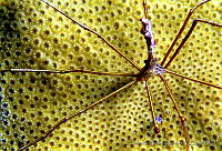 HBB0040 Stenorhynchus seticornis.jpg