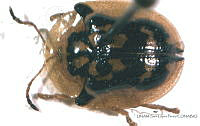 SLP041 Deloyala lecontei.jpg
