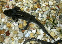 MGAnf0001 Ambystoma mexicanum.jpg