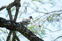 FIDP021 Zenaida asiatica.JPG