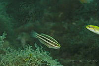 IDG1524 Scarus iseri.jpg