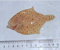 JMHS0005 Atherinomorus stipes.jpg
