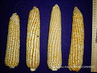 SinOPV267 Zea mays.jpg