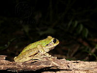 OJL071 Smilisca baudinii.jpg