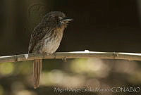 MASM02124 Malacoptila panamensis.jpg