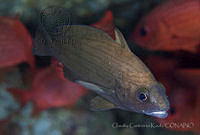 CCK0284 Sciaenidae.jpg