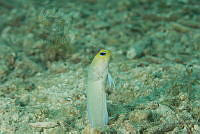 IDG1688 Opistognathus aurifrons.jpg