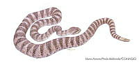MAPM0934 Crotalus tigris.jpg