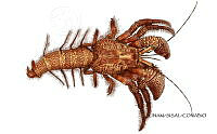 NE018 1202 Petrochirus diogenes_D.jpg