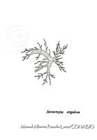 MARL0640 Stereomyxa angulosa.jpg