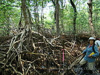 LRGA022 Rhizophora mangle.jpg