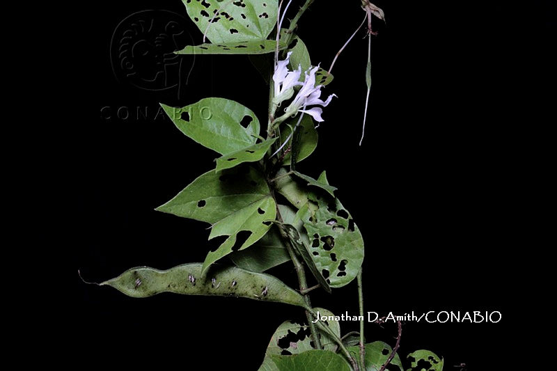 ME010%20JA%2000186%20Bauhinia%20divaricata%20L.%2C%201753.JPG.nyfXjtf0MeFDW21jQA3g0JtbmFja29CbnFuZ3NAbXJ6LGtwZwA.xulbvv TNd