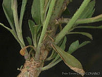 PTL0902 Lepidium schaffneri.jpg