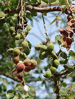 OTVHK040-807 Pithecellobium dulce.TIF