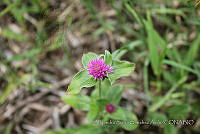 ASSA027 Gomphrena serrata.jpg