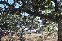 LI005 0040 Quercus chihuahensis.jpg