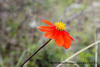 PJ016 0393 Dahlia coccinea.JPG