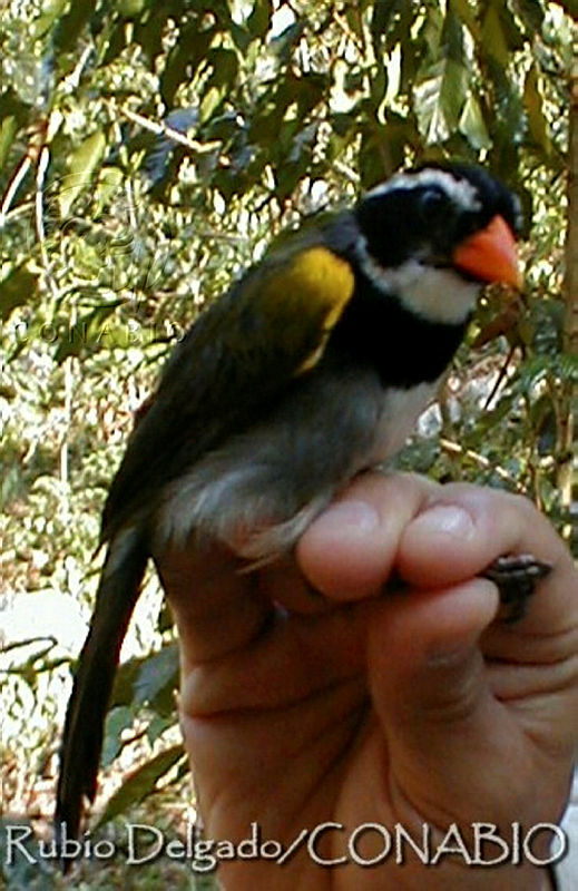 LRD0011%20Arremon%20aurantiirostris.jpg.jieE4bb1MXHPIylhQA3g0JtbmFja29CbnFuZ3NAbXJ6LGtwZwA.4Hi hH3Q9m