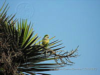 PRB0775 Myiopsitta monachus.jpg