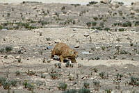 QE005 0034 Cynomys mexicanus.jpg