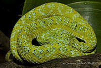 ECA0109 Bothriechis bicolor.jpg