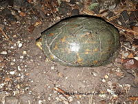 PJ016 0296 Kinosternon integrum.JPG