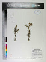 JAdNV0334 Opuntia pubescens.JPG