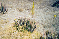 FGM3477 Aloe vera.JPG