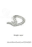 MARL0235 Dermophis oaxacae.jpg