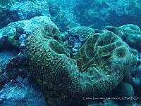 CGG0497 Geodia neptuni.JPG