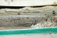 HJ6- 1215- Numenius phaeopus, Anas discors.jpg