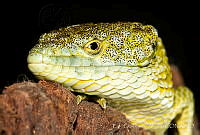 ECA0140 Abronia mixteca.jpg