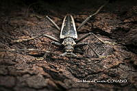 MN6F0145 Escarabajo Disteniazteca fimbriata.jpg